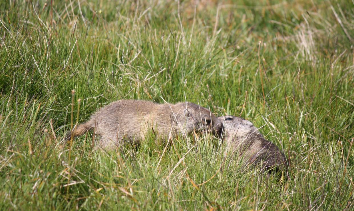 Découverte des marmottes dans le val d'Allos
