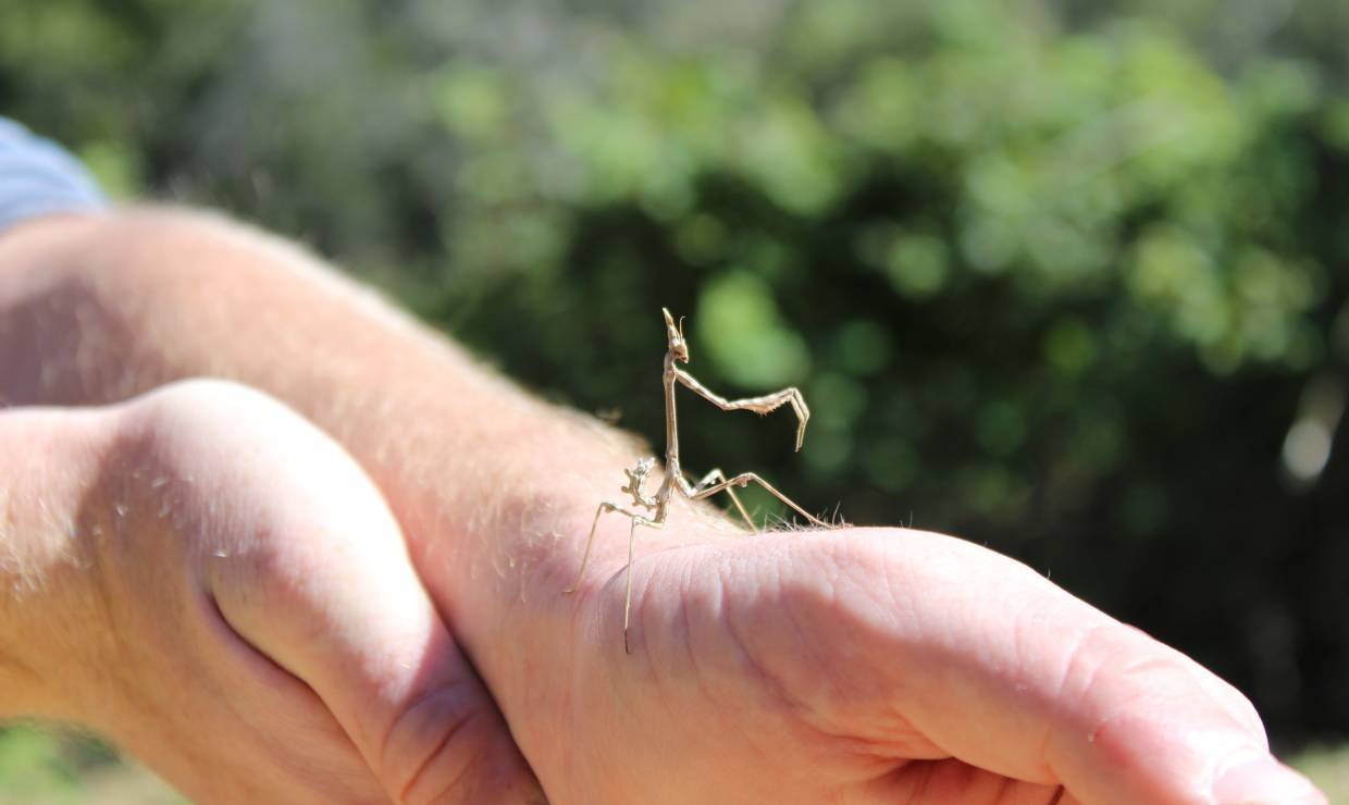 Observation insecte S'PECE