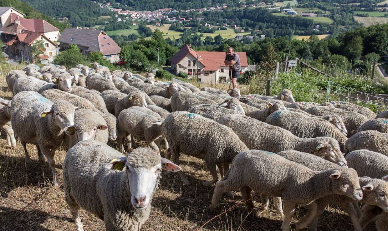 Moutons - GAEC Les Clarines
