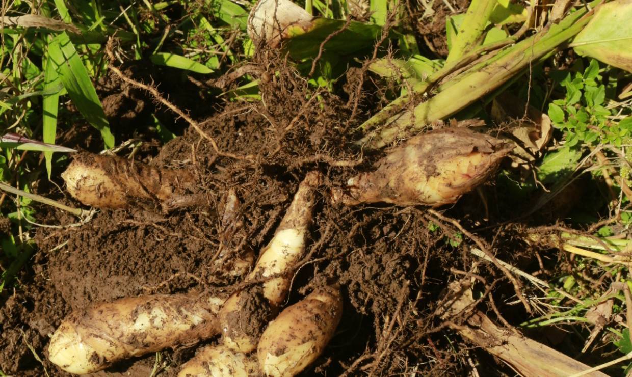 Rhizome arrow-root © Domaine de Picasso
