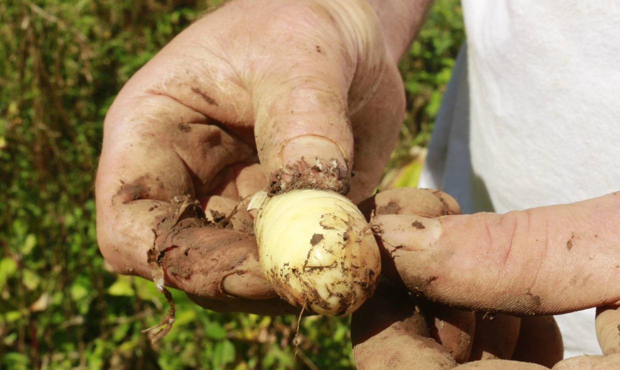 Rhizome arrow-root © Domaine de Picasso