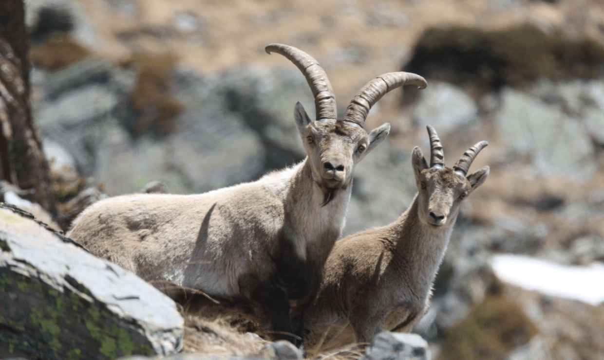 Bouquetin ibérique F. LUC - Parc national des Pyrénées