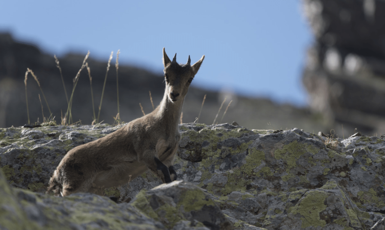 Bouquetin ibérique L. NEDELEC - Parc national des Pyrénées