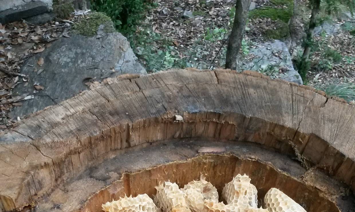 Intérieur d'une ruche tronc