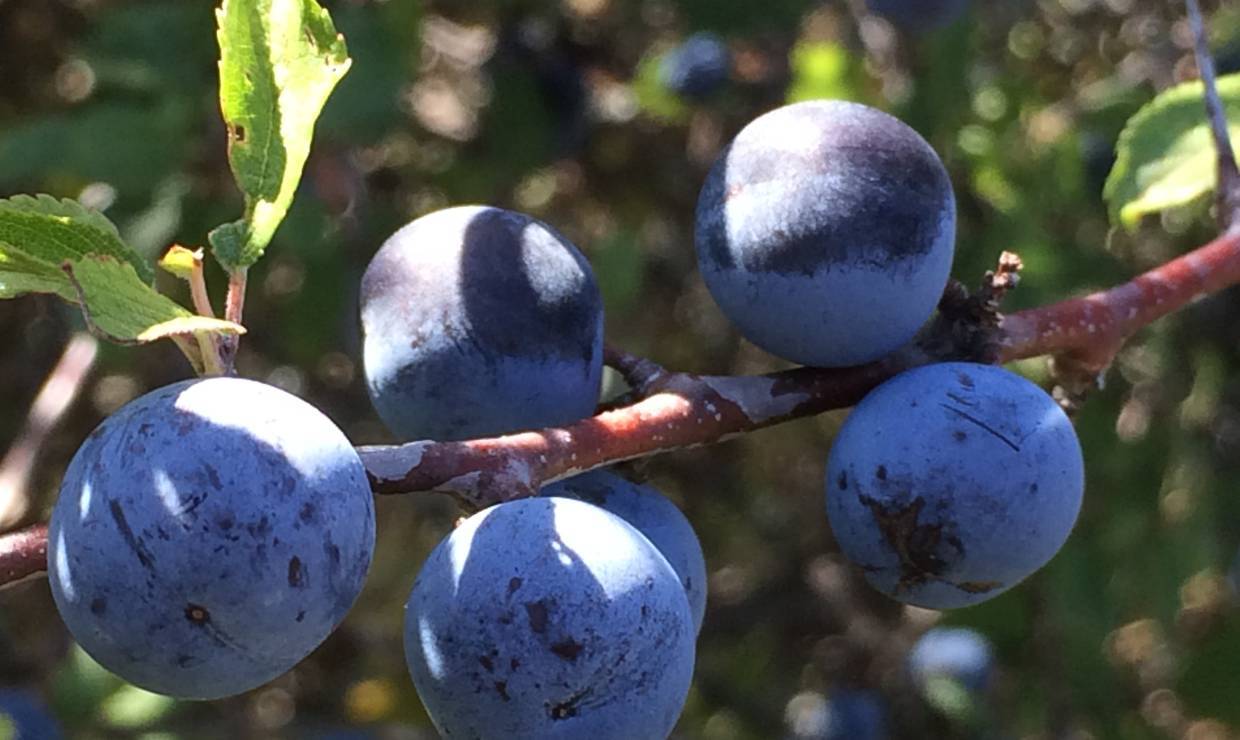 Prunellier