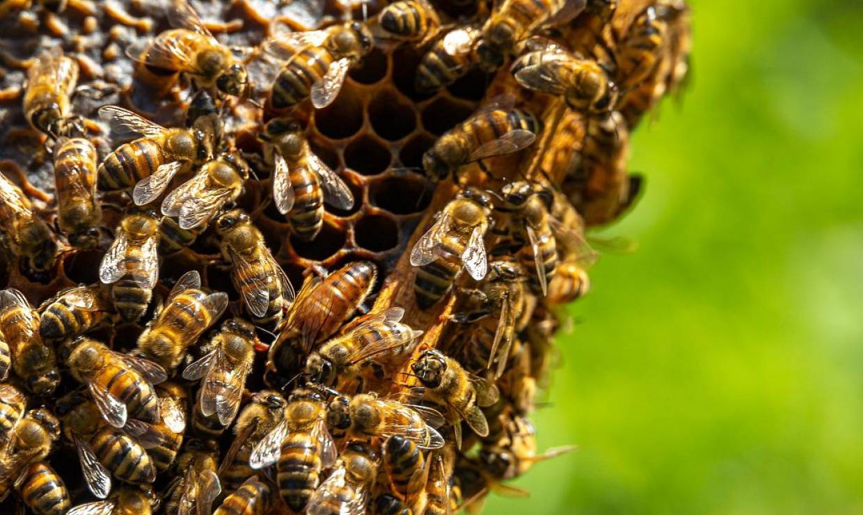 Abeilles Jean Jacques Daubert © Bertrand Bodin - Parc  national des Ecrins