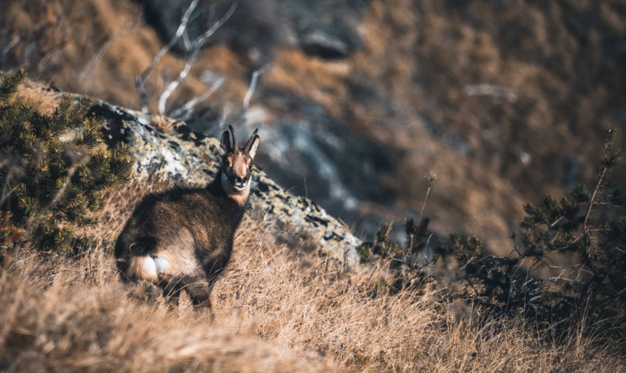 Observation matinale des chamois