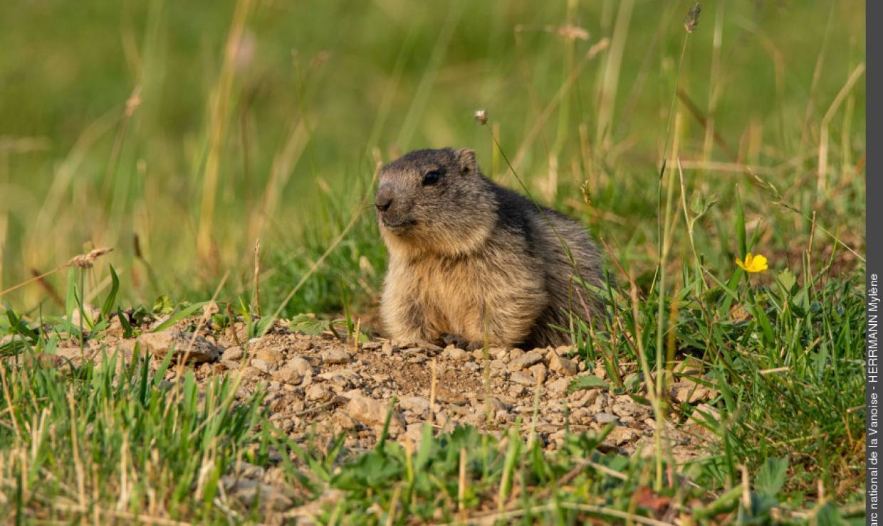Marmot sublime sales