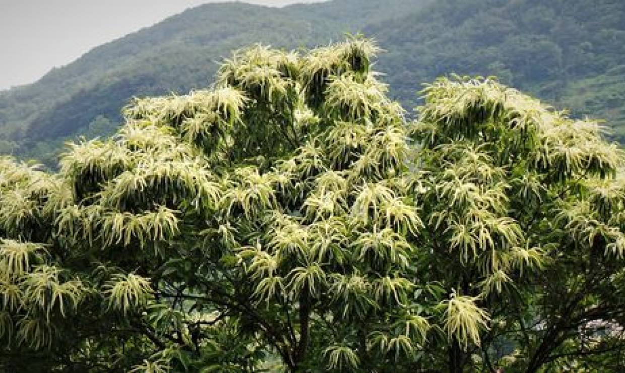 De nombreux produits à base de châtaigne