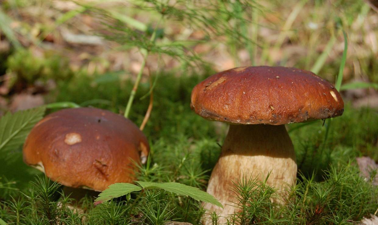 Des cèpes