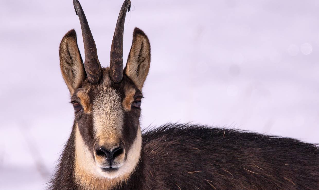 Chamois