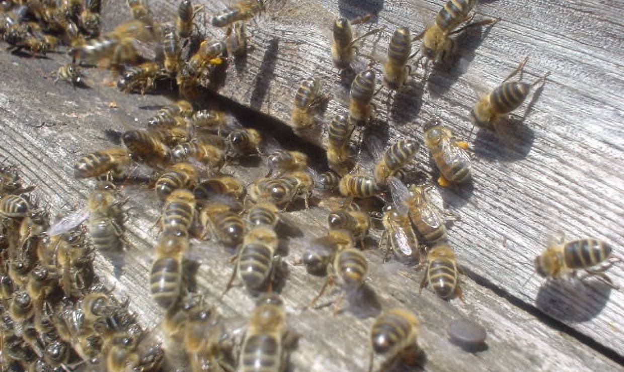 abeilles