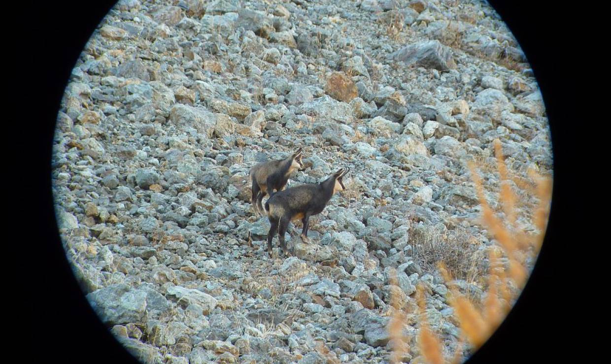 observations chamois