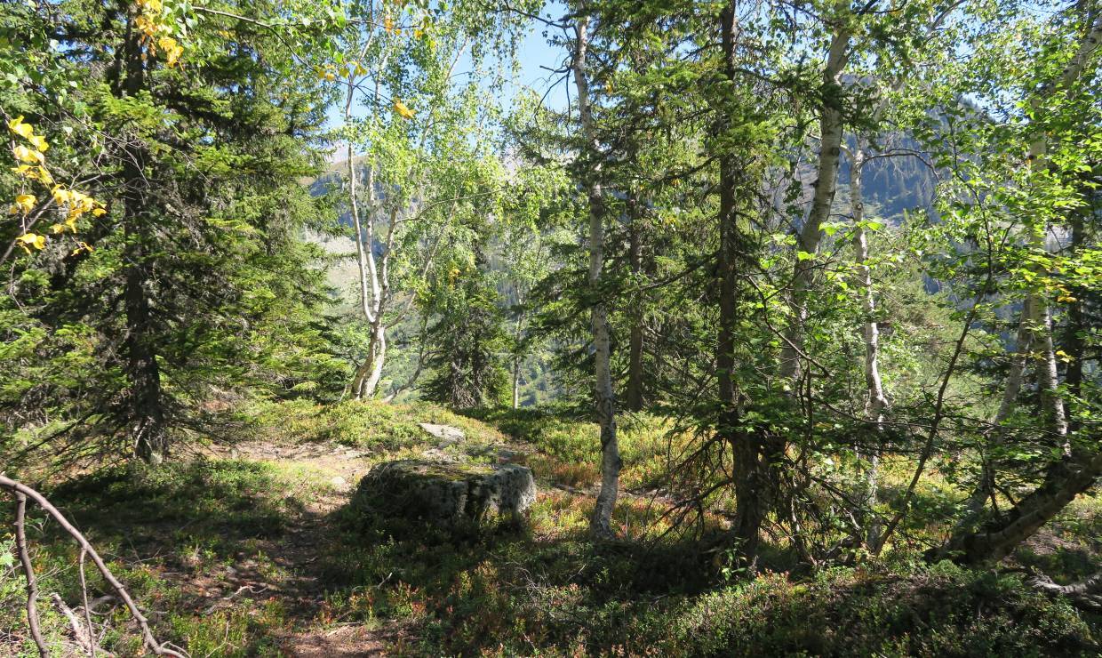 forêt sylvothérapie