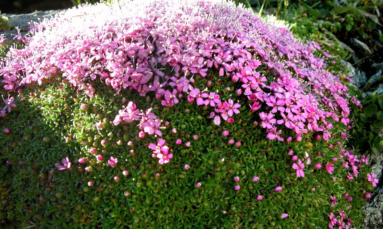 botanique passion 2