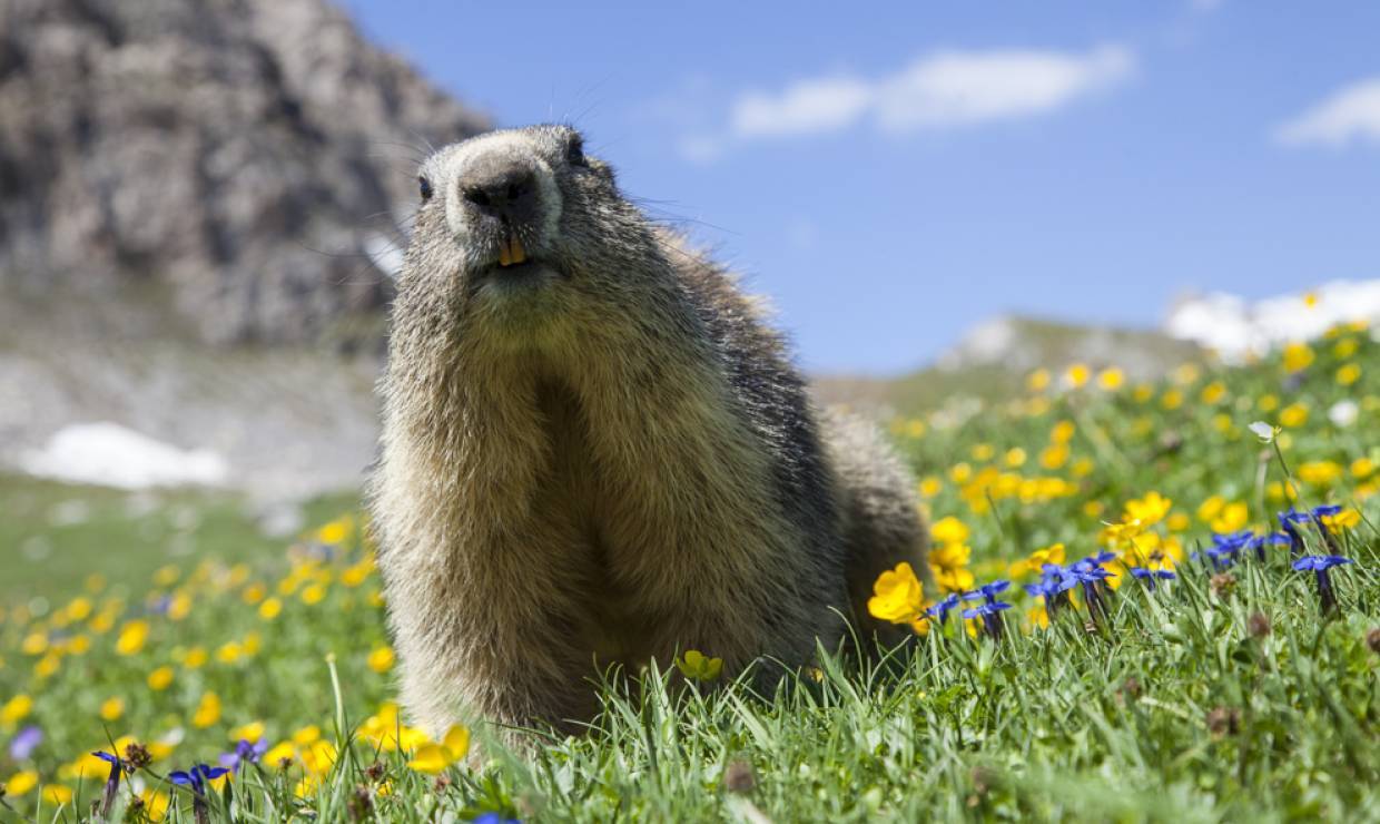 Marmot ion cheap