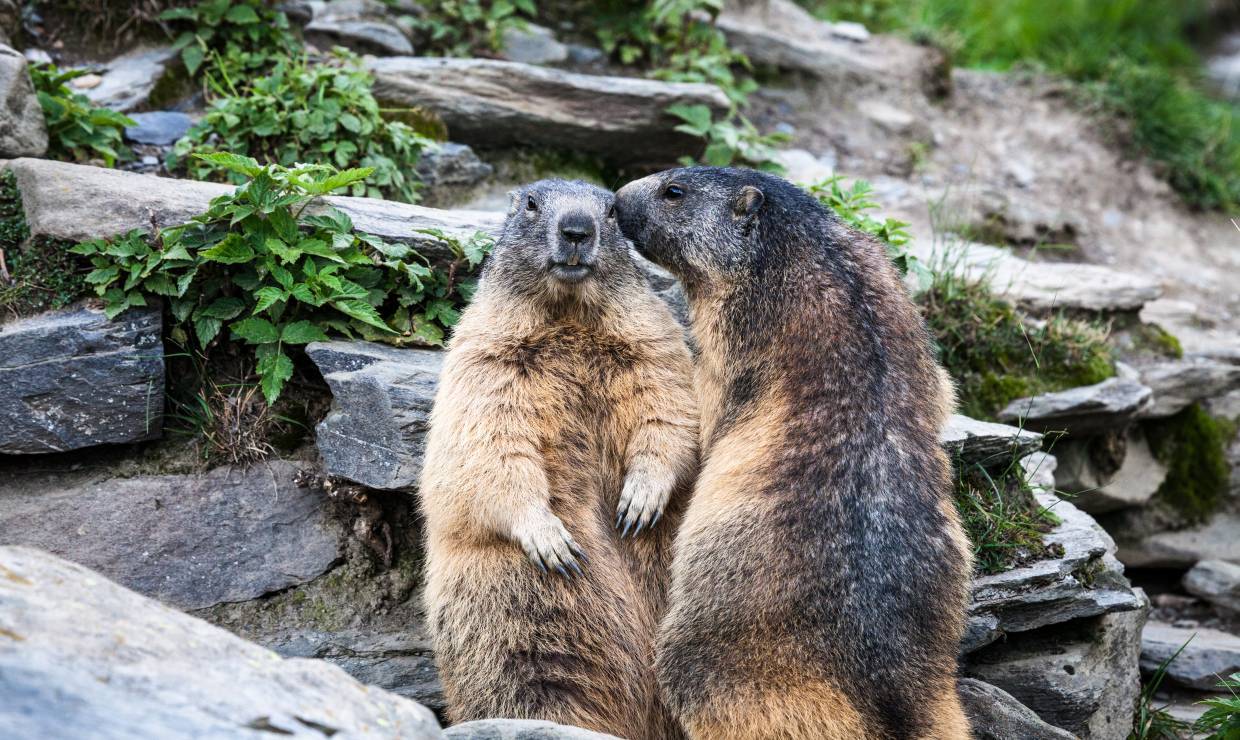 deux marmottes