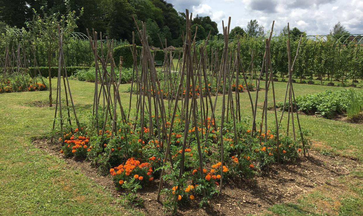 Tomates © Château de Montigny-sur-Aube