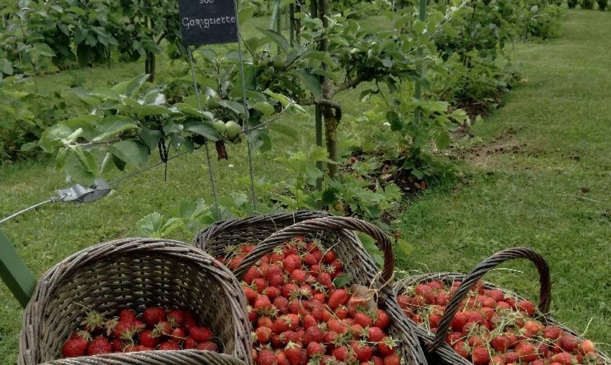 récolte quotidienne des fraises aux pieds des fruitiers en espaliers