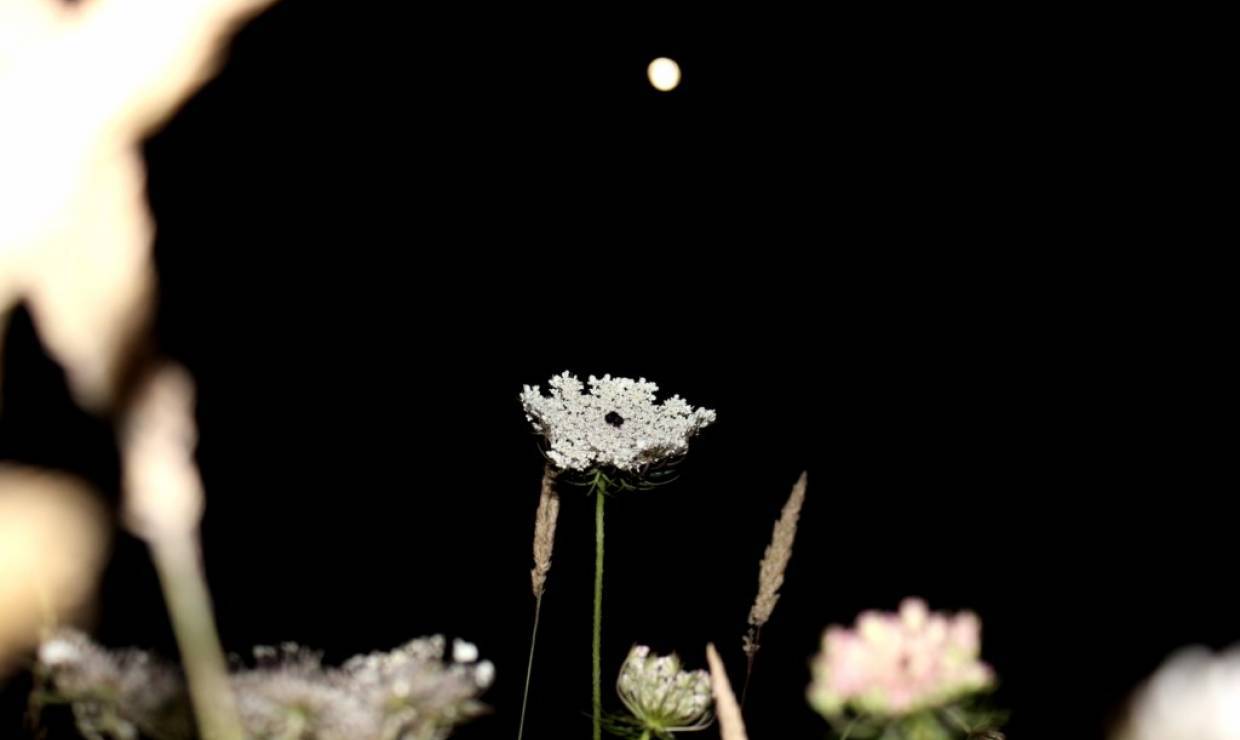 Balade nocturne