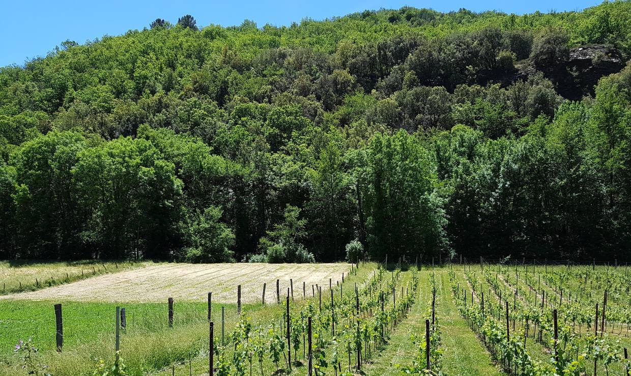 Vignes © Clos de la Rouvière