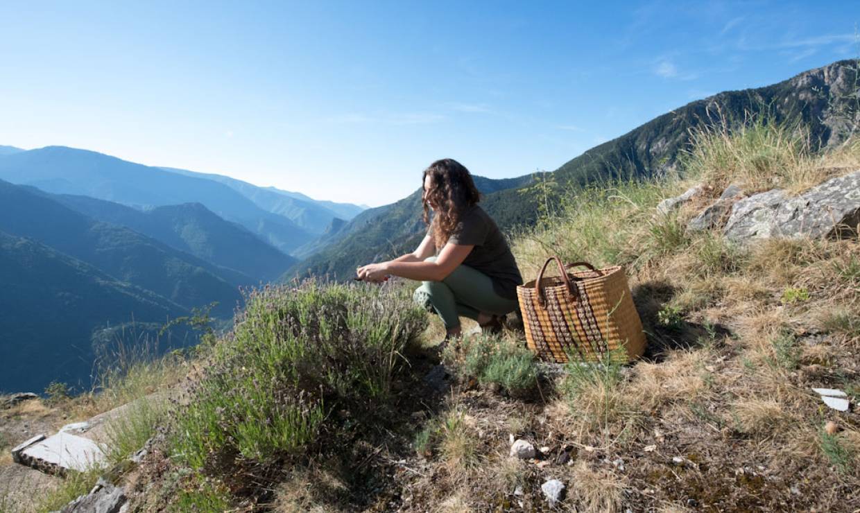 Les Herbes Folles, cueillette © Céline Lecomte-OFB