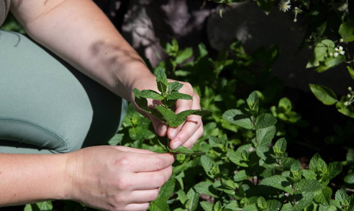 Les Herbes Folles, cueillette © Céline Lecomte-OFB