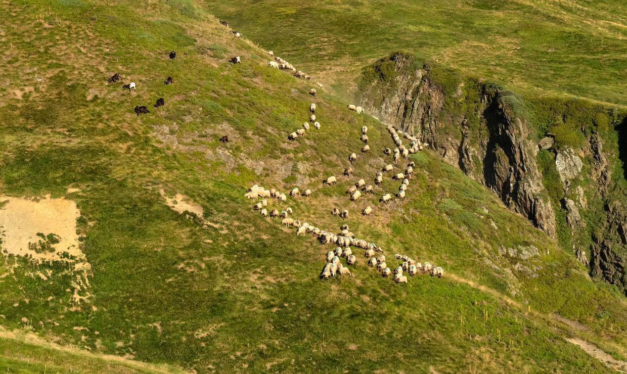 Gaec Bexka - P. MEYER AE. Médias - Parc national des Pyrénées