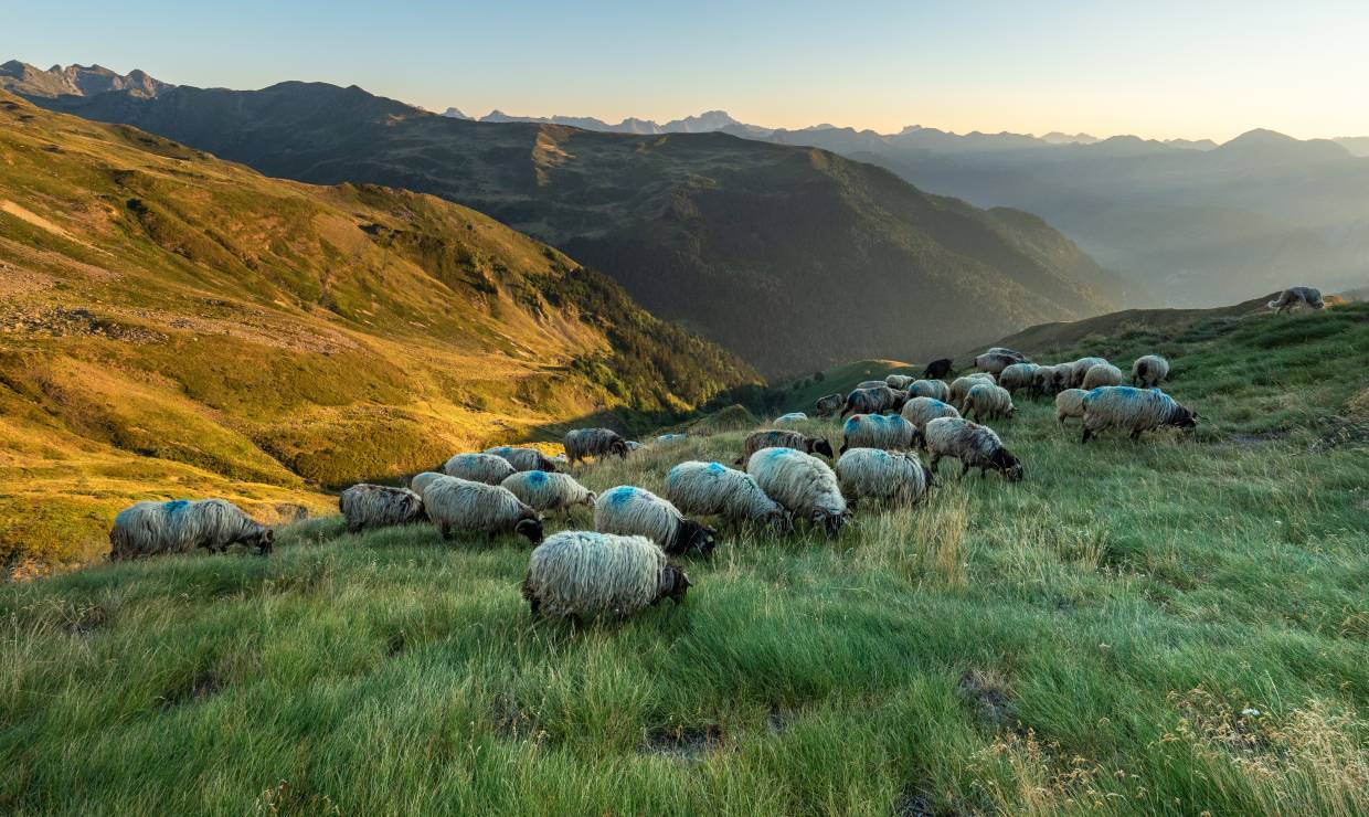 Gaec Bexka - P. MEYER AE. Médias - Parc national des Pyrénées