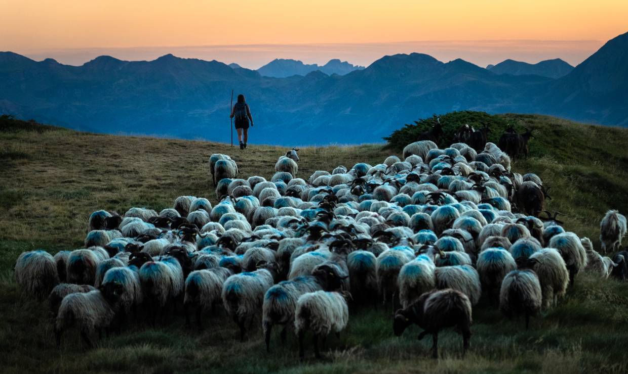 MEYER AE. Médias - Parc national des Pyrénées