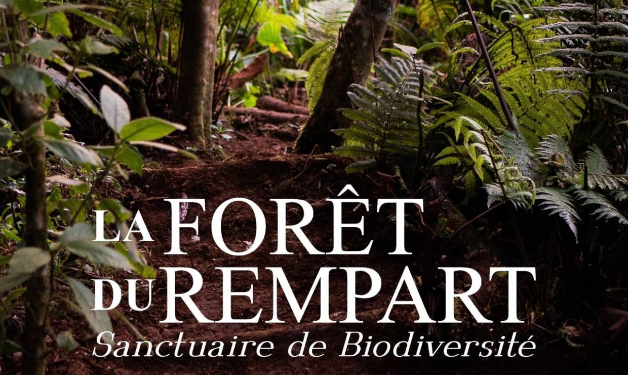 Visite de la Foret du Rempart - Association Ferme Pei