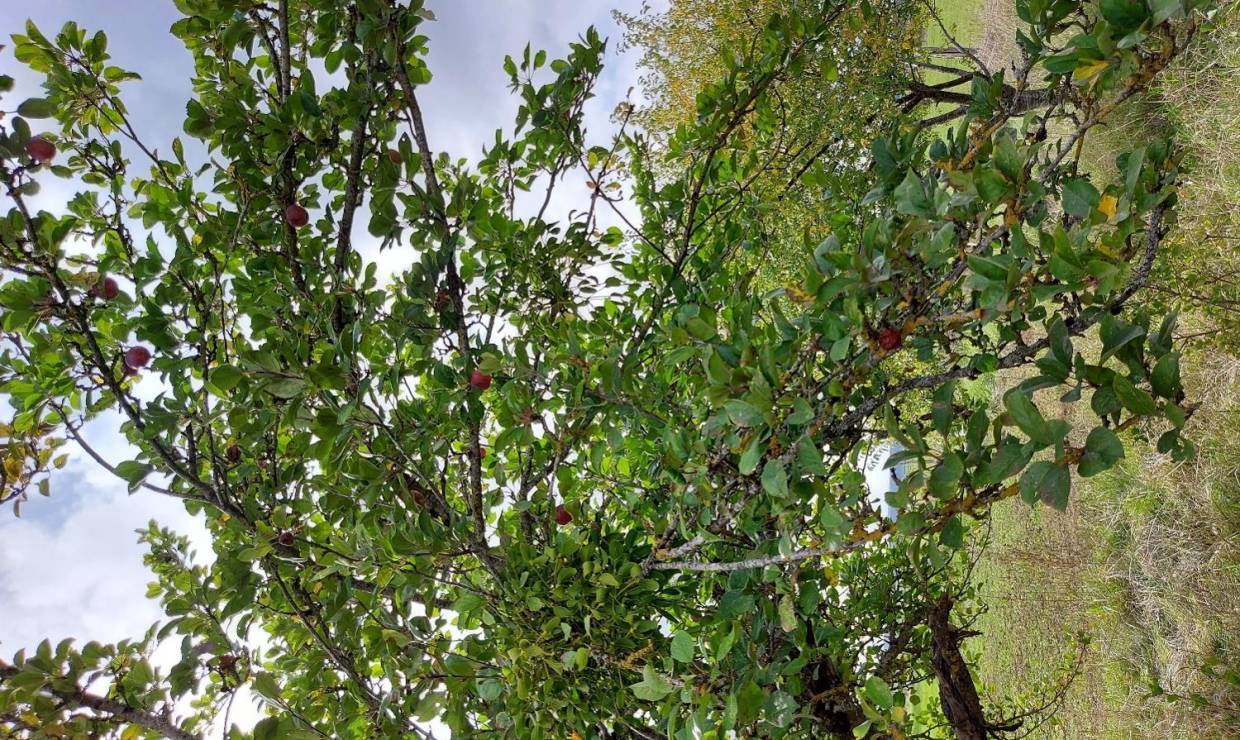 Les fruitiers des Chenevières de Colmier le Haut