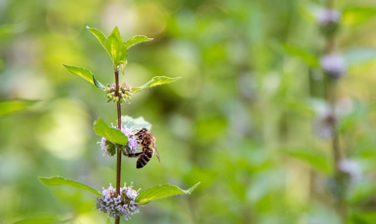 Menthe