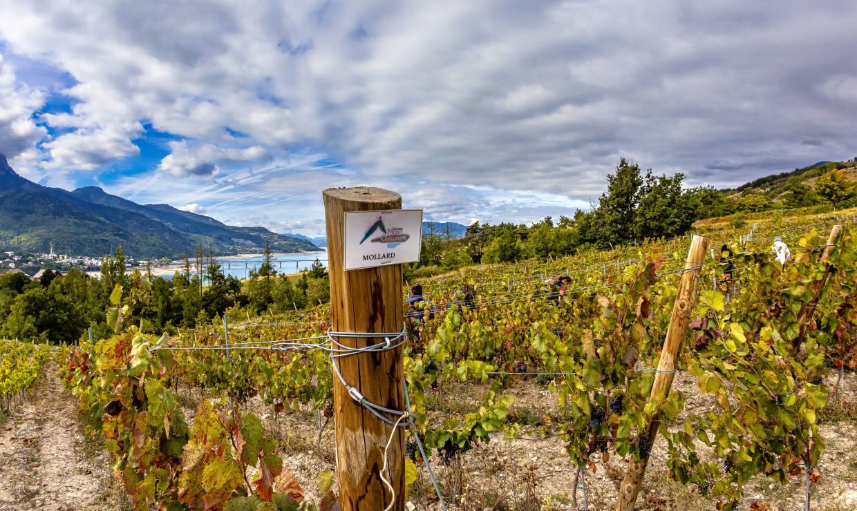 Domaine du Mont Guillaume