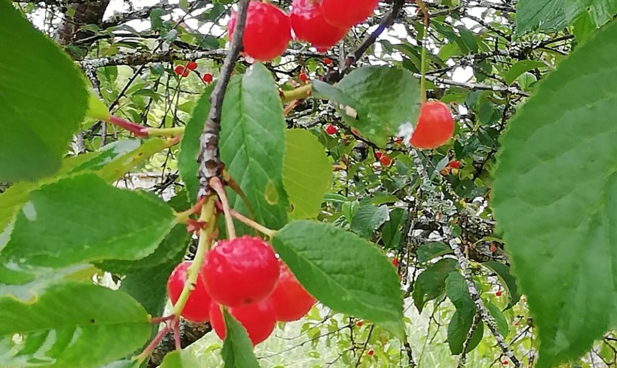 Cerises