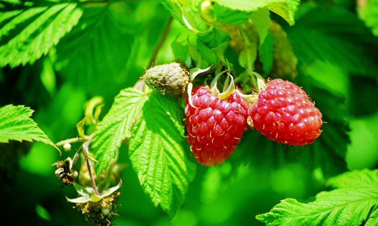 FRAMBOISE