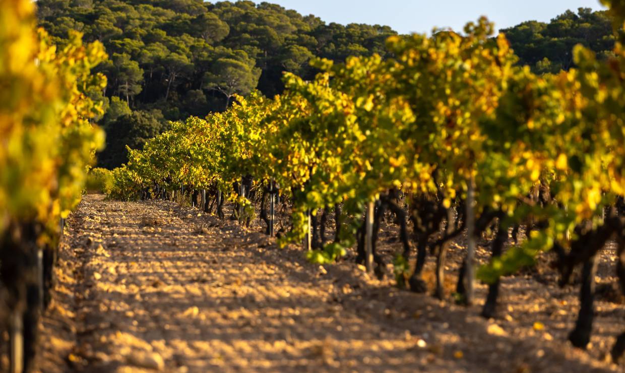 Domaine de la Courtade