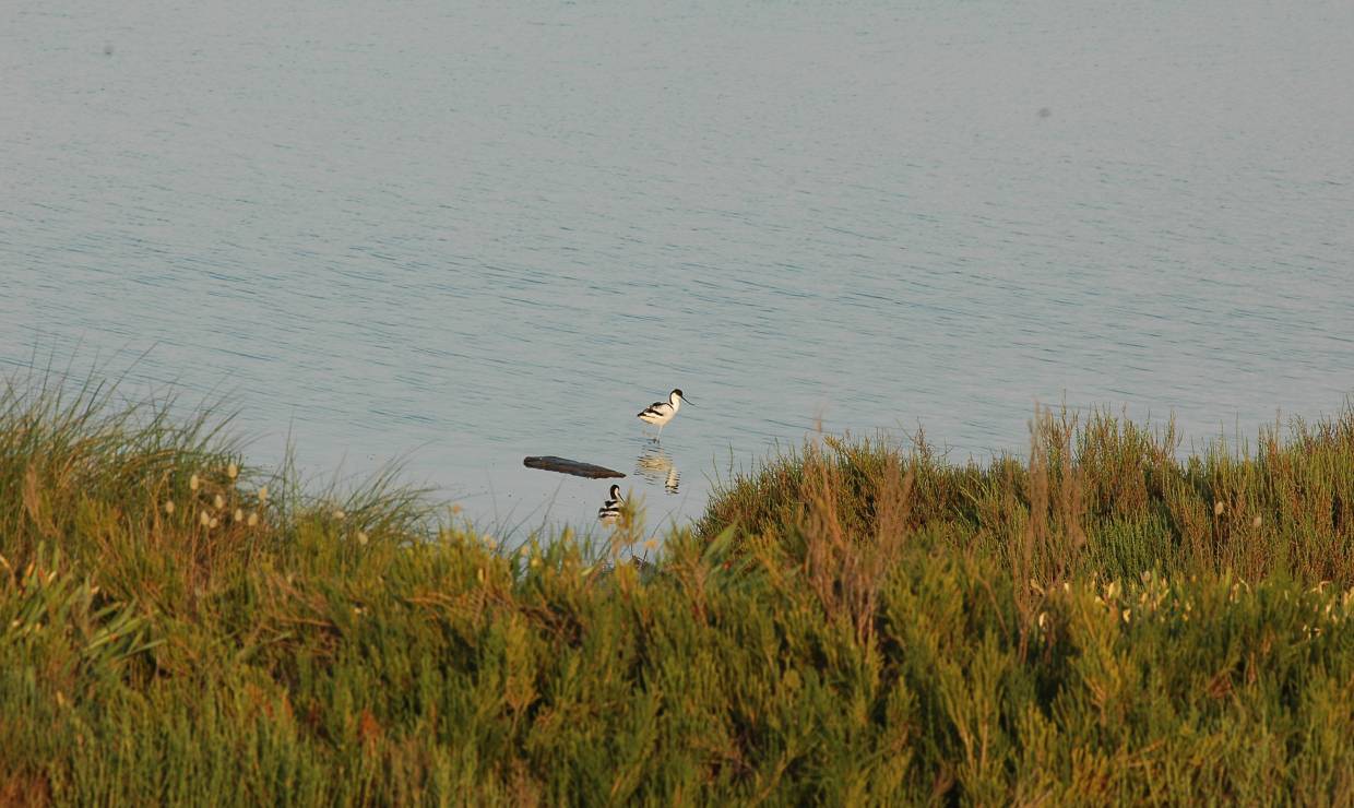 Avocette