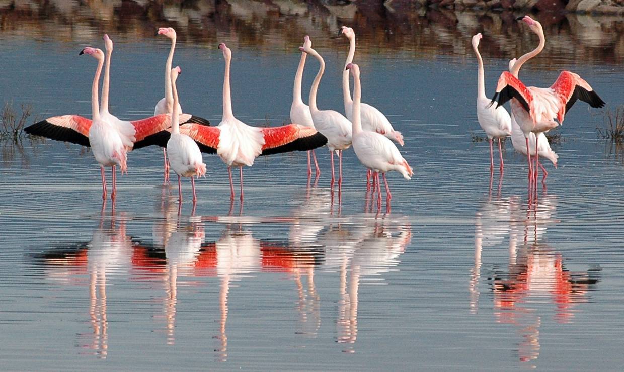 Flamant rose