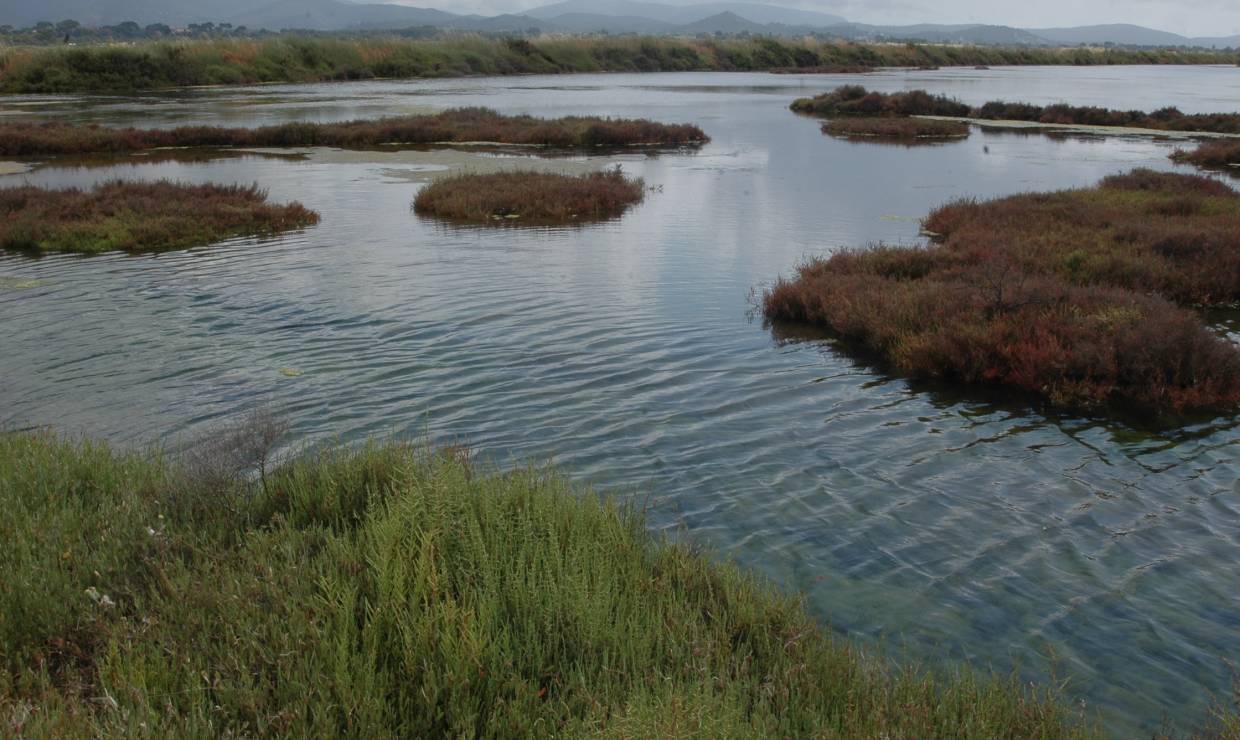 Salins