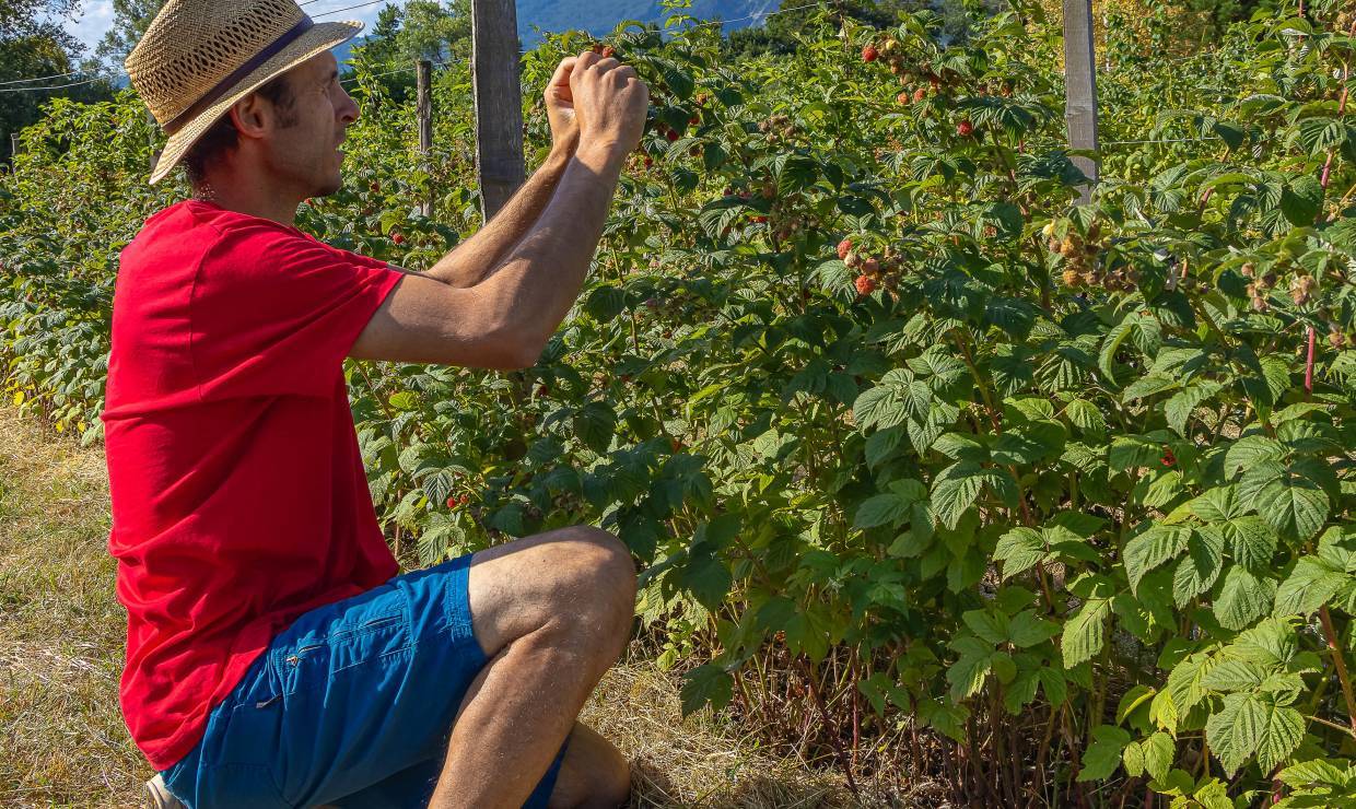 Ecrins de fruits