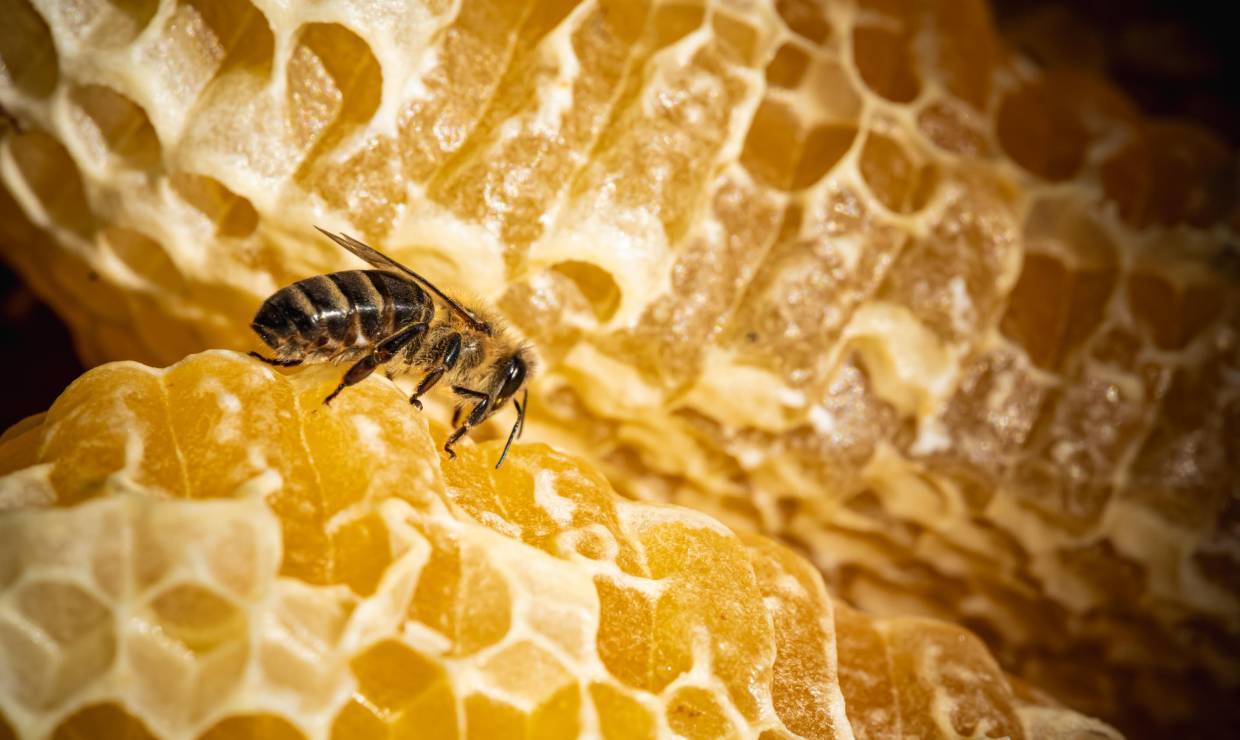 Abeille - Miellerie de Bourbon