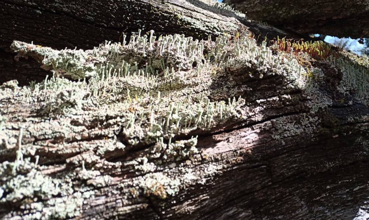 champignon 3
