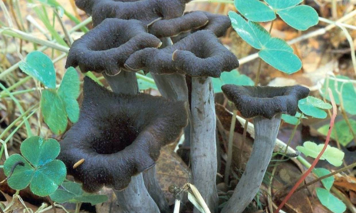champignon 2
