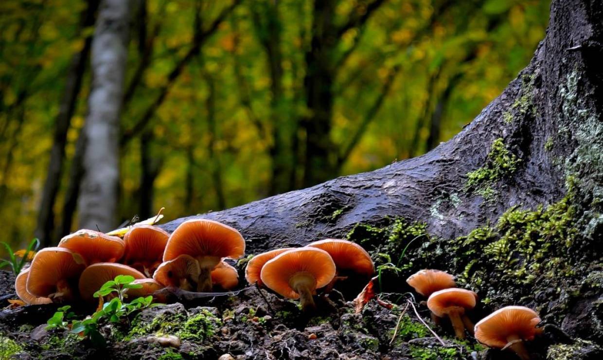 champignon 1