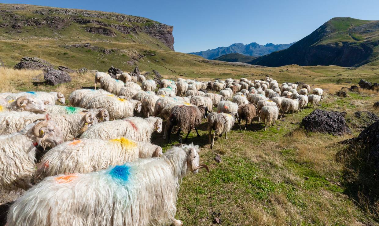 Ferme De l'Aouda - P. MEYER - AE Médias - Parc national des Pyrénées
