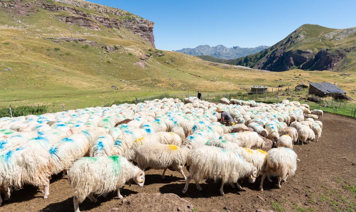 Ferme De l'Aouda - P. MEYER - AE Médias - Parc national des Pyrénées