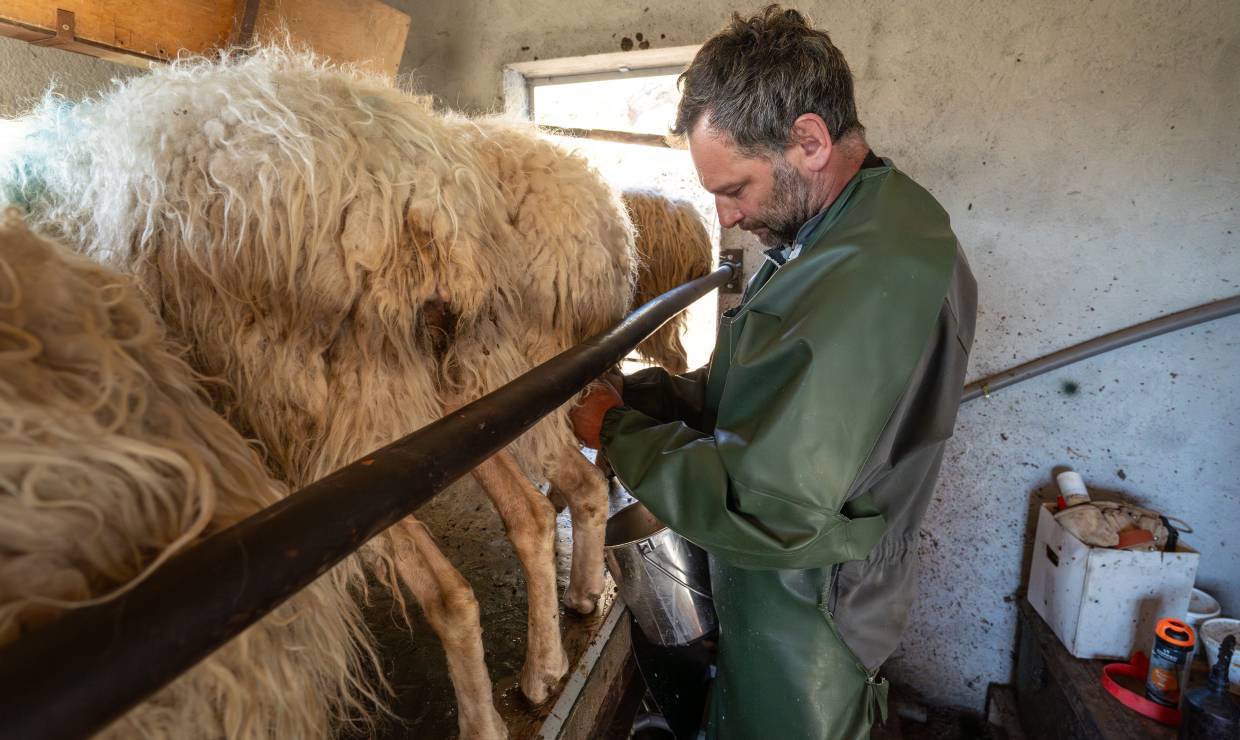 Ferme De L'Aouda - P. MEYER - AE Médias - Parc national des Pyrénées