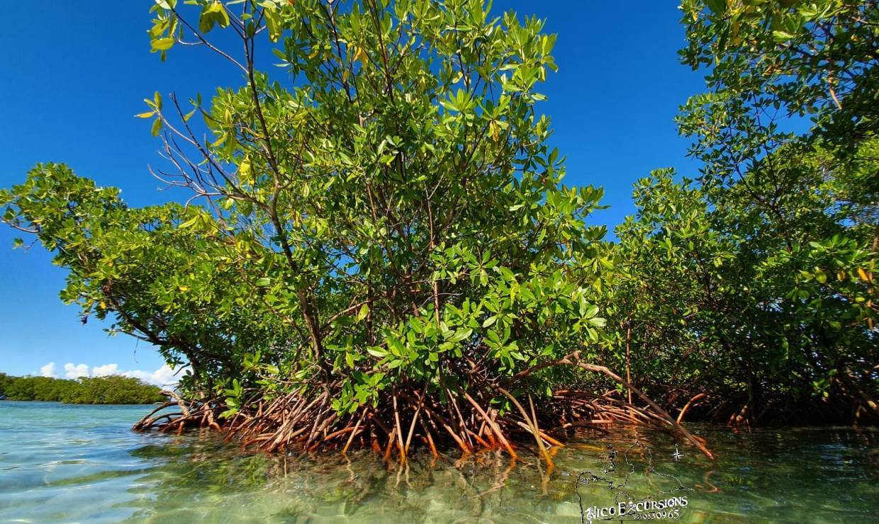 Excursion Grand Cul-de-Sac marin, mangrove © Nico&amp;Co