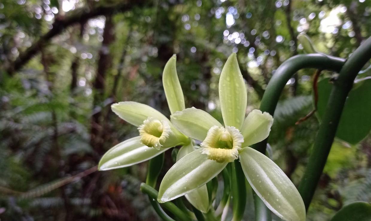 Fleurs ©  Plantation Vanilla-Bourbon